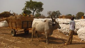 Afryka Zachodnia 11-konnym motocyklem – Sierra Leone, Gwinea, Gwinea-Bissau, Senegal, Gambia, Mauretania, Sahara Zachodnia, Maroko