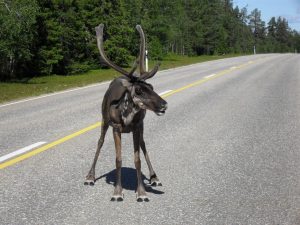 Nordkapp. Jak Junak z Wueską na p&oacute;łnoc pojechał [WYPRAWA]