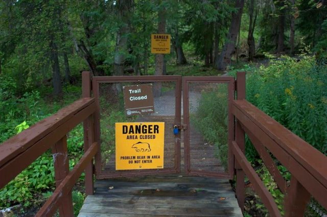 Niedźwiedź z problemami Liard Hot Springs