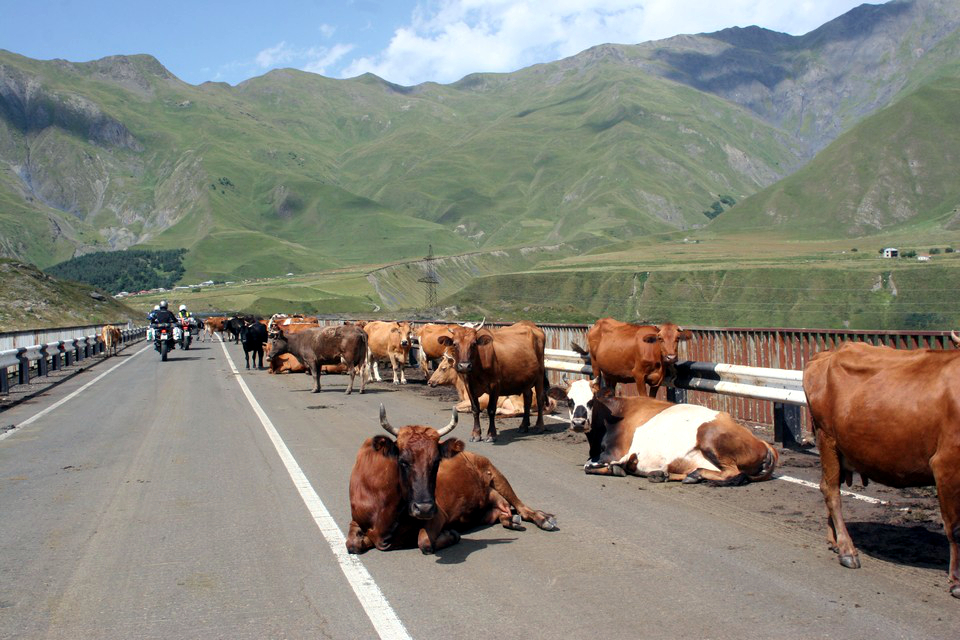 Krowy na każdym moście mieszkały od strony zachodniej. Dotąd nie wiem dlaczego