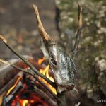 Ukrzyżowana ryba z ogniska