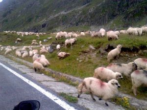 Rumunia. Jak dwa Fazery owce przepędzały