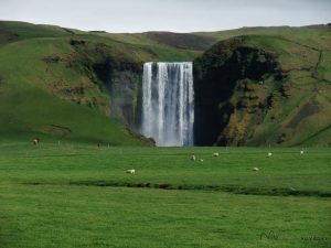 Islandia. Białe noce wśr&oacute;d gejzer&oacute;w