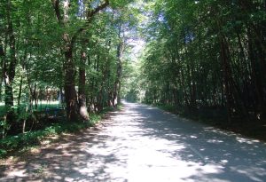 Wstępem do wąwozu jest droga przez las