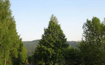 Przełęcz Salmopolska