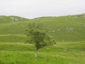 Szkocja