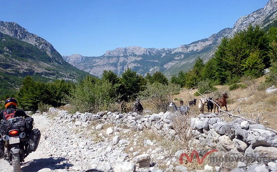 Albania (52)
