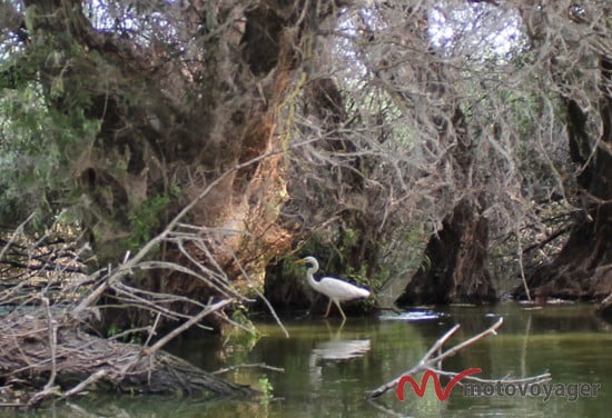 Rumunia po raz drugi (16)