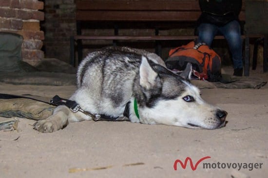 Podr&oacute;żni (19)