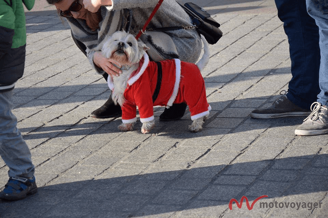 Motomikołaje w Krakowie(1)