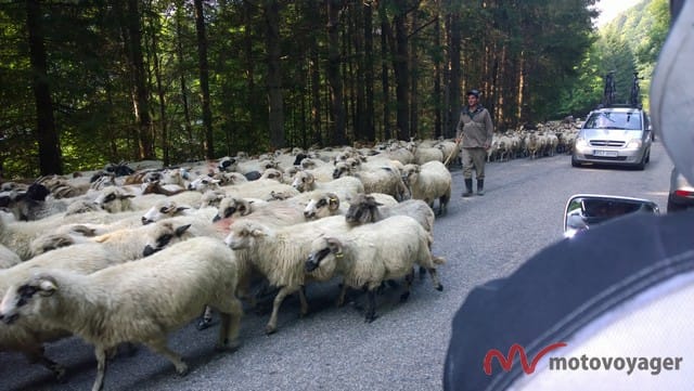 19 Trasa transforgarska, owce na ulicy a ja bez sprzęgła