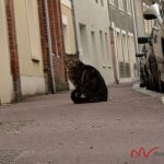 motocyklem do normandii