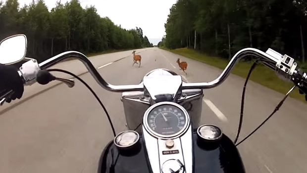 zderzenie motocyklem z dzikimi zwierzętami odszkodowanie