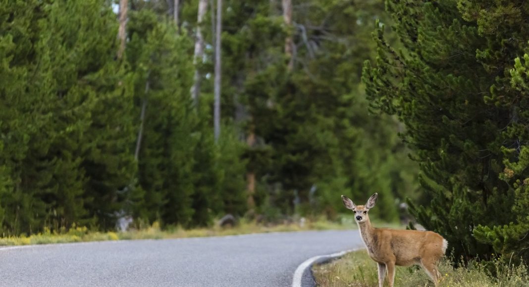 zderzenie z dzikim zwierzęciem na motocyklu