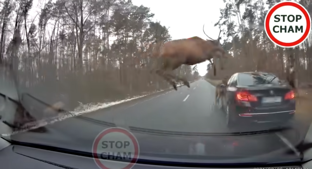 skok nad bmw stado jeleni stop cham