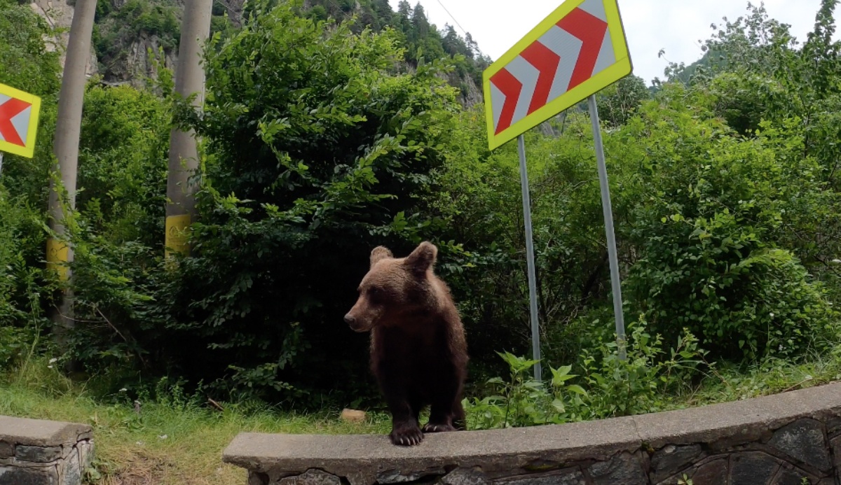 Rumgaria, dzień 9. Niedźwiedzie i zakręty [Rumunia motocyklem, gdzie jechać]