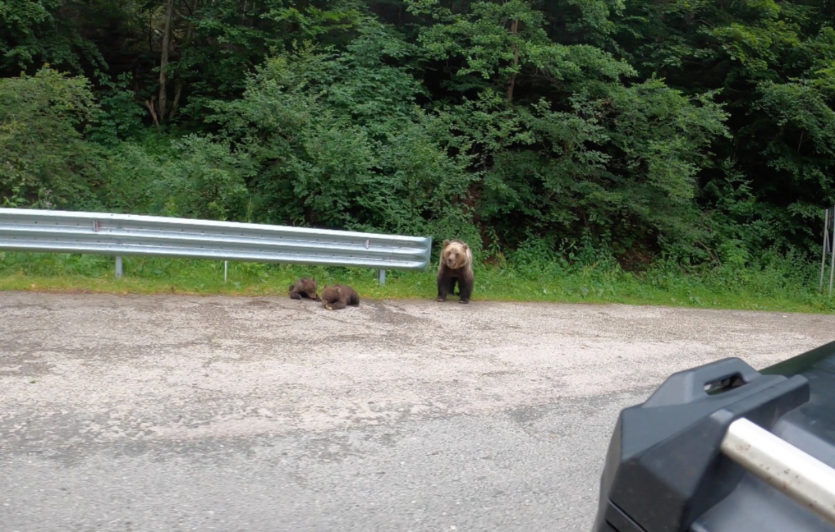 Rumgaria, dzień 9. Niedźwiedzie i zakręty [Rumunia motocyklem, gdzie jechać]