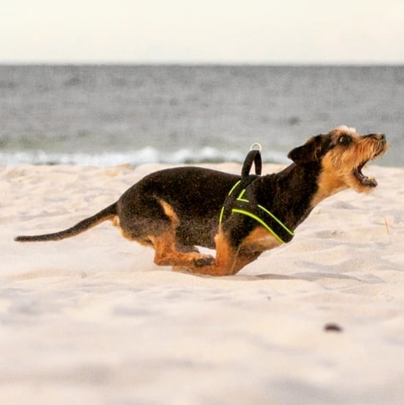Ścigałem się moim V-Stromem 800 DE z Hołkiem i Giemzą w rajdzie Polskie Safari!
