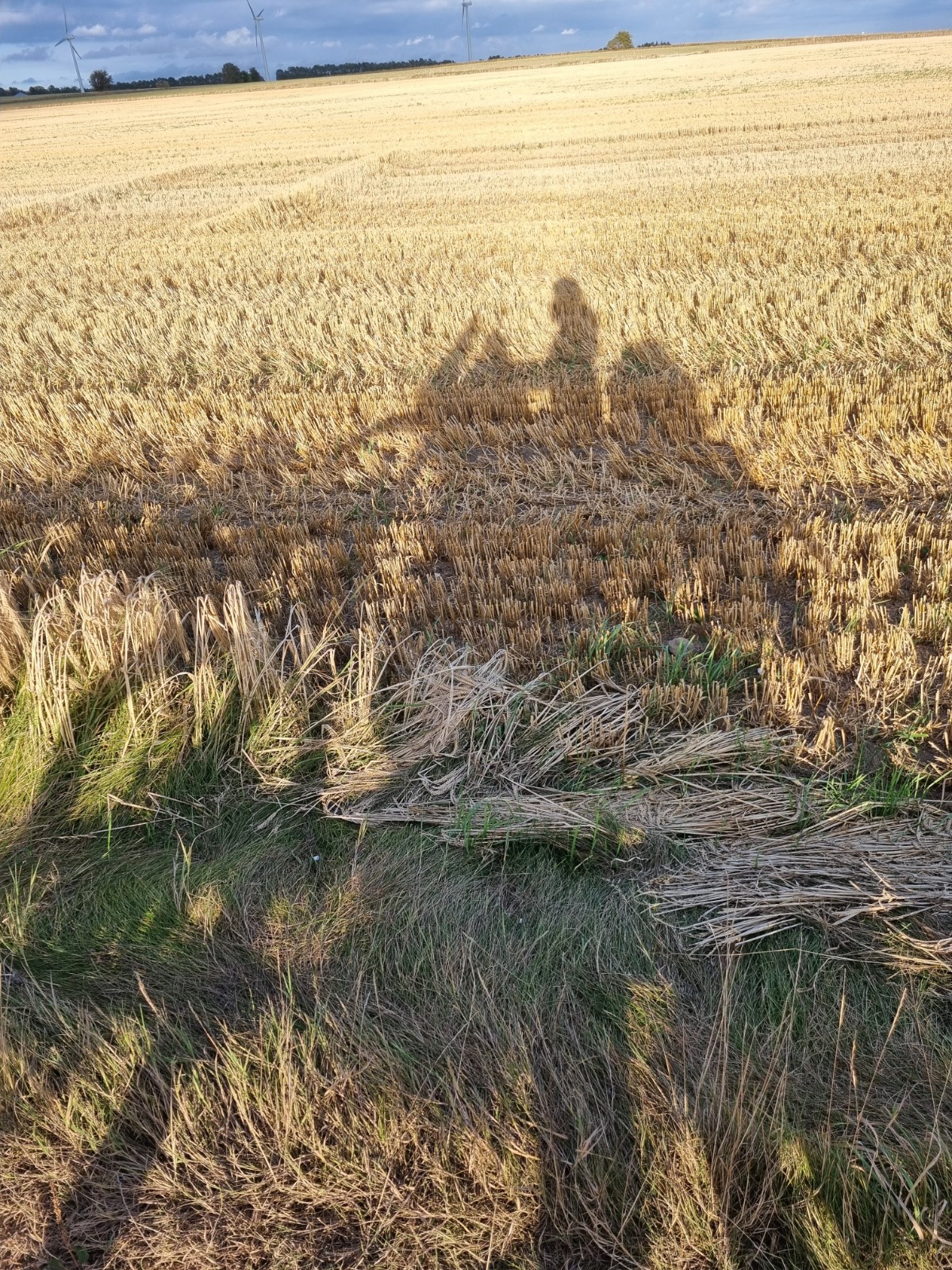 Kaskiem Czochrana Szwecja Dania Niemcy Holandia 3